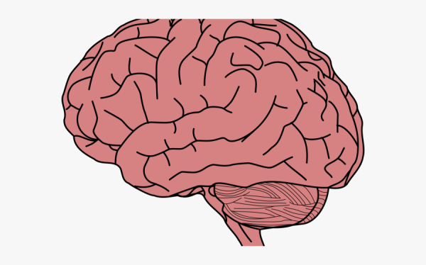 Мозг в мультяшном стиле