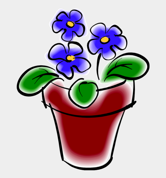 Фиалка узамбарская рис