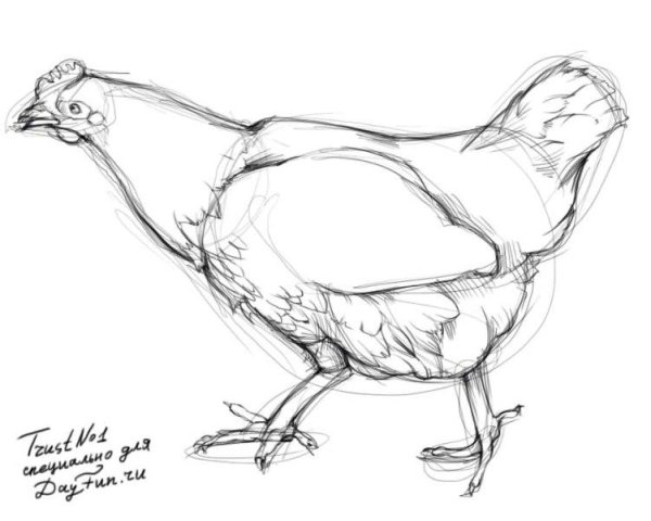 Курица набросок