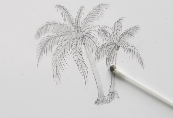 Пальма карандашом