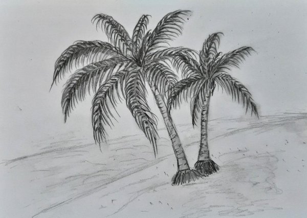 Пальма раскраска