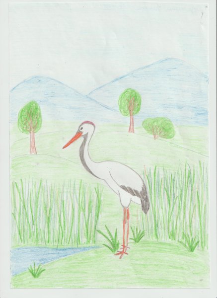 Рисование цапля подготовительная группа