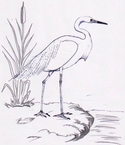 Журавль красавка раскраска