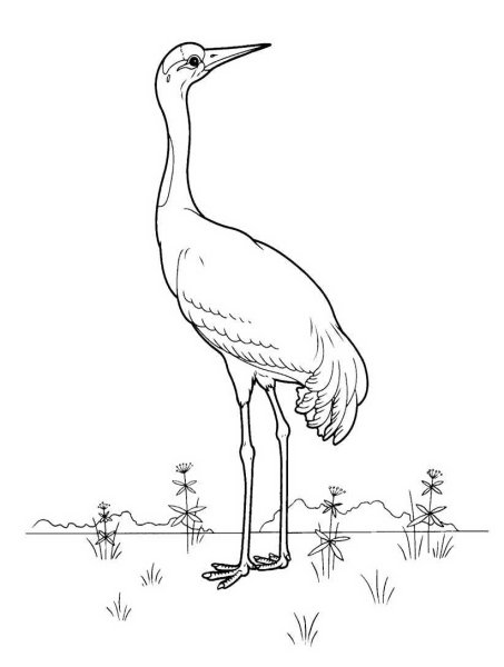 Журавль раскраска