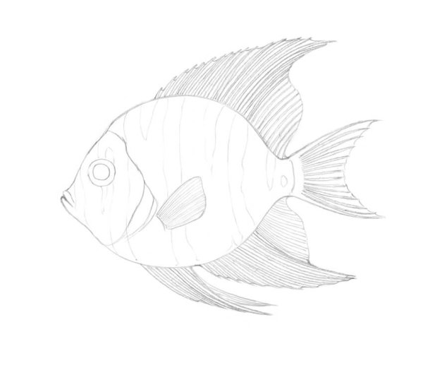 Рыба карандашом