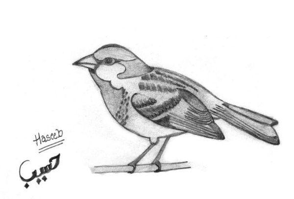 Воробей рисунок