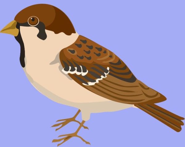 Воробей карандашом