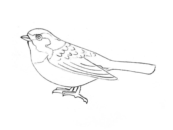 Птица карандашом