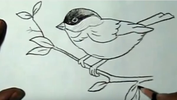 Воробей раскраска