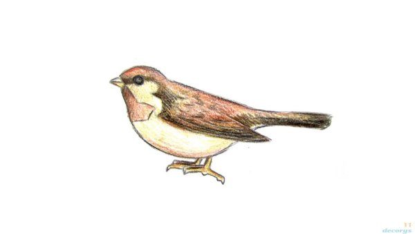 Поэтапное рисование воробья