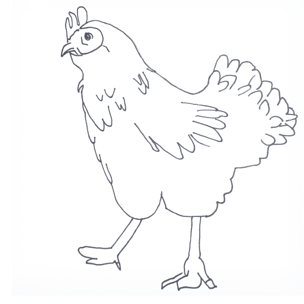 Черная курица раскраска