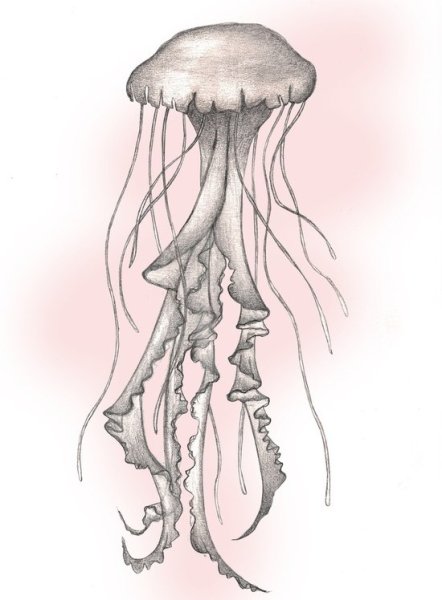 Медуза скетч