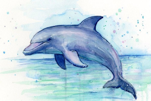 Дельфин рисунок для срисовки