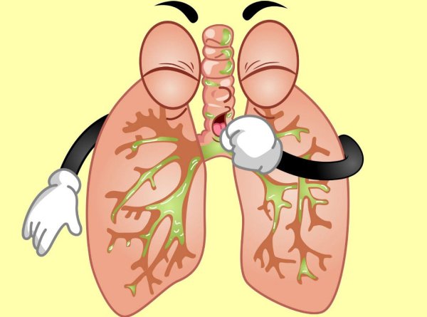 Дыхательная система анатомия легкие