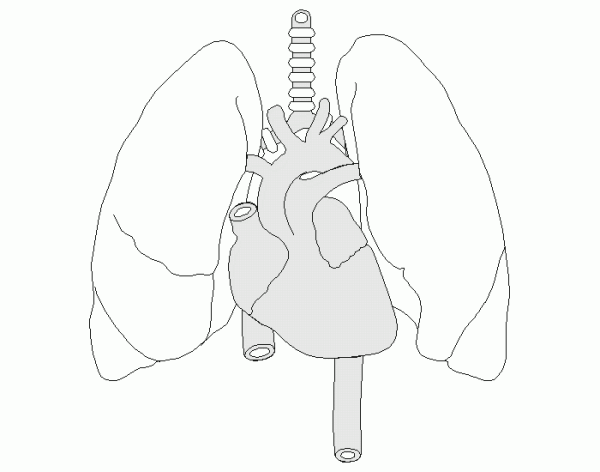Строение легких сзади и спереди
