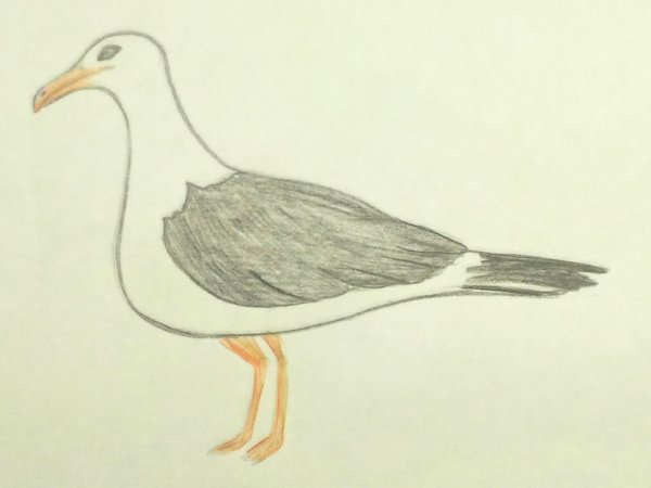 Легкий рисунок Чайки