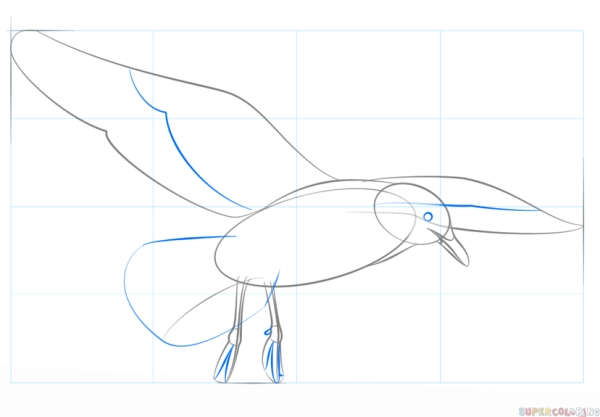 Поэтапное рисование Чайки в полете