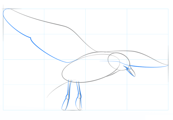 Чайка рисунок карандашом
