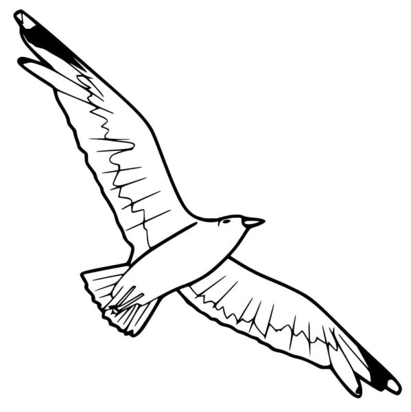 Чайка раскраска