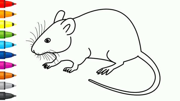 Крыса рисунок для детей легкий