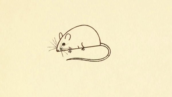 Лёгкие рисунки крыс