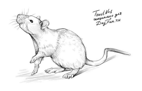 Крыса рисунок