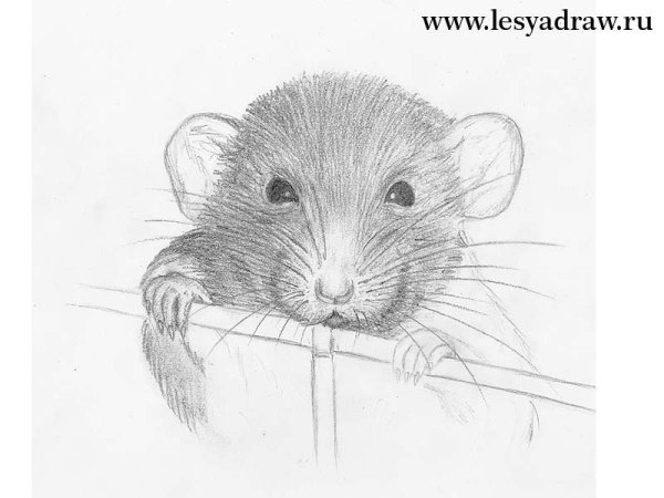 Крыса рисунок карандашом