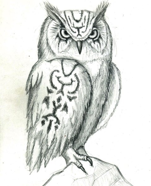 Поэтапное рисование Совы