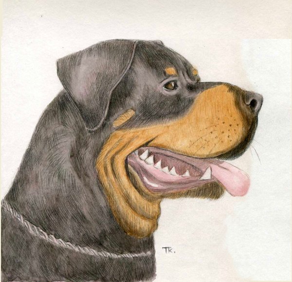 Ротвейлер карандашом