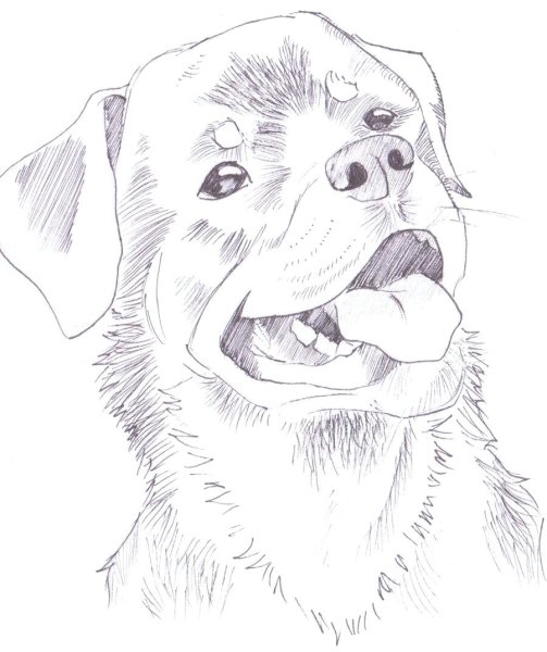Рисунок собаки карандашом для срисовки