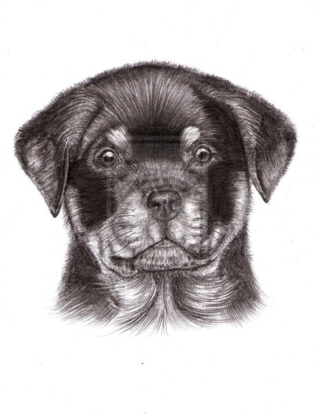 Ротвейлер рисунок карандашом