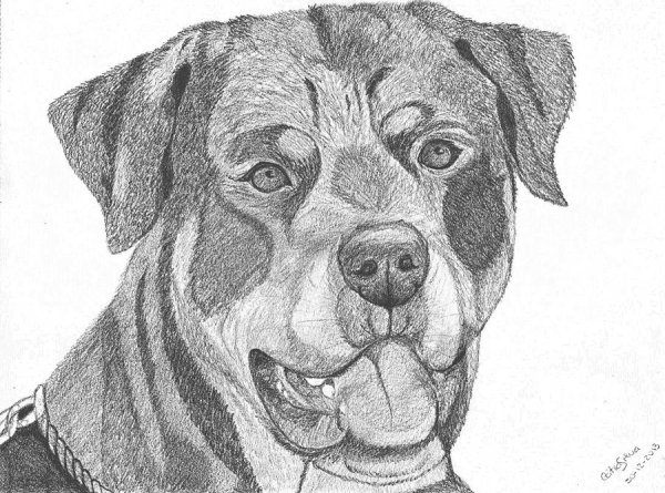 Портрет собаки карандашом