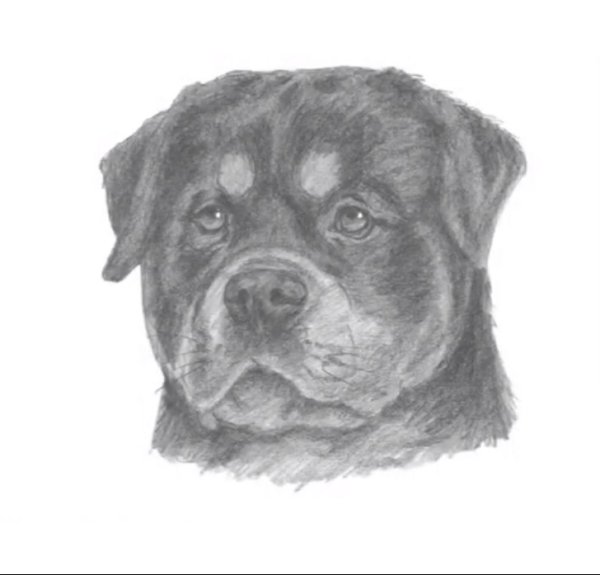 Ротвейлер картина