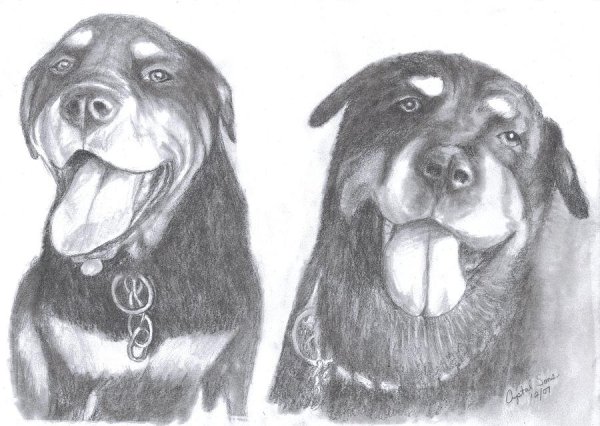 Раскраска собачка ротвейлер