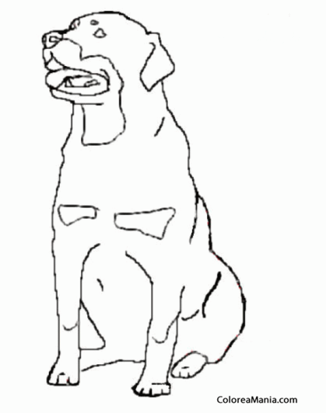 Ротвейлер контур