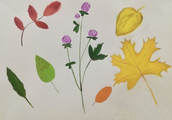Гербарий осени для детей средней группы