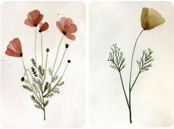 Гербарий рисунок