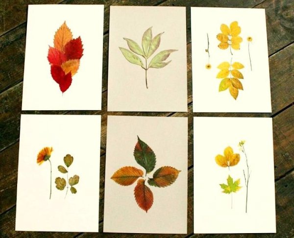 Гербарий для детского сада