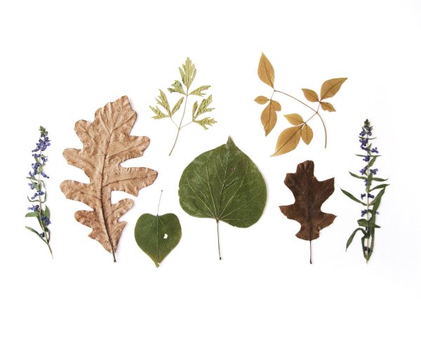 Гербарий «Эволюция высших растений