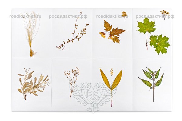 Гербарий "дикорастущие растения" (28 видов)