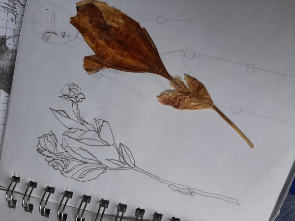 Гербарий Чарльза Дарвина