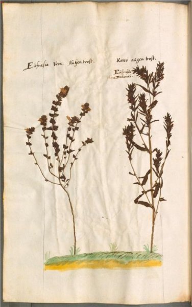 Ветки гербарий