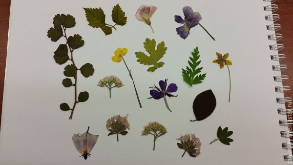 Гербер гербарий