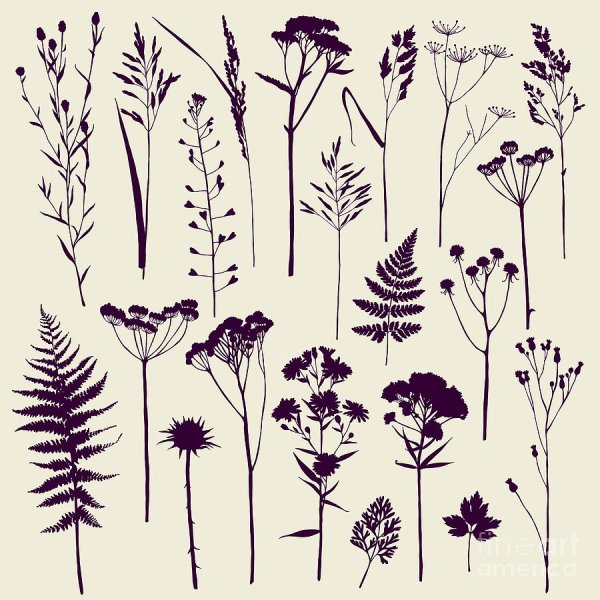 Зарисовка силуэта сухих растений и трав