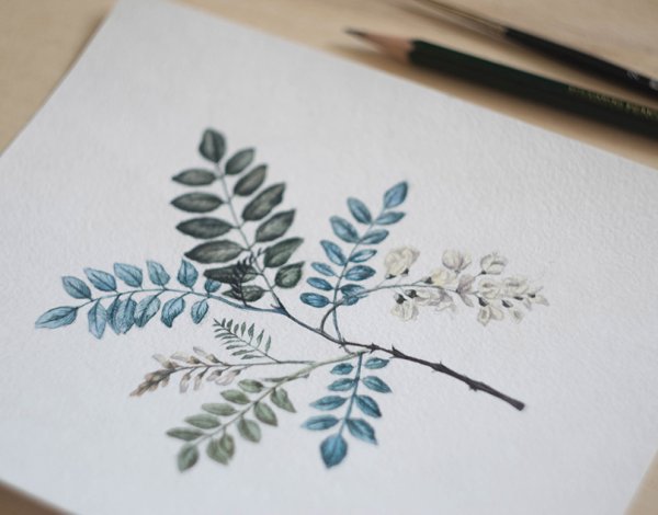 Гербарий в вазе рисунок