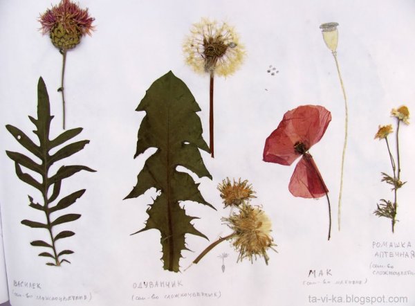 Фон для гербария