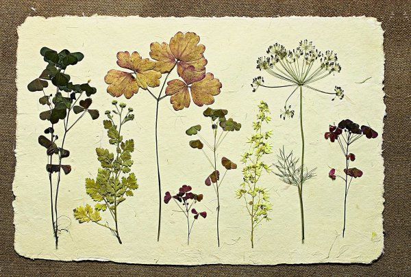 Коллекционирование гербария