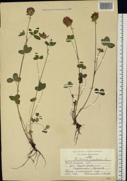 Дневник гербарий