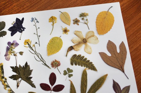 Сухой гербарий