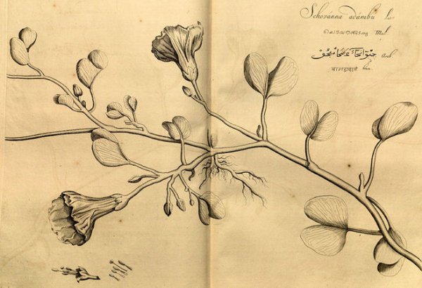 Винтажный гербарий